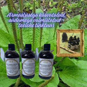 suure teelehe tinktuur