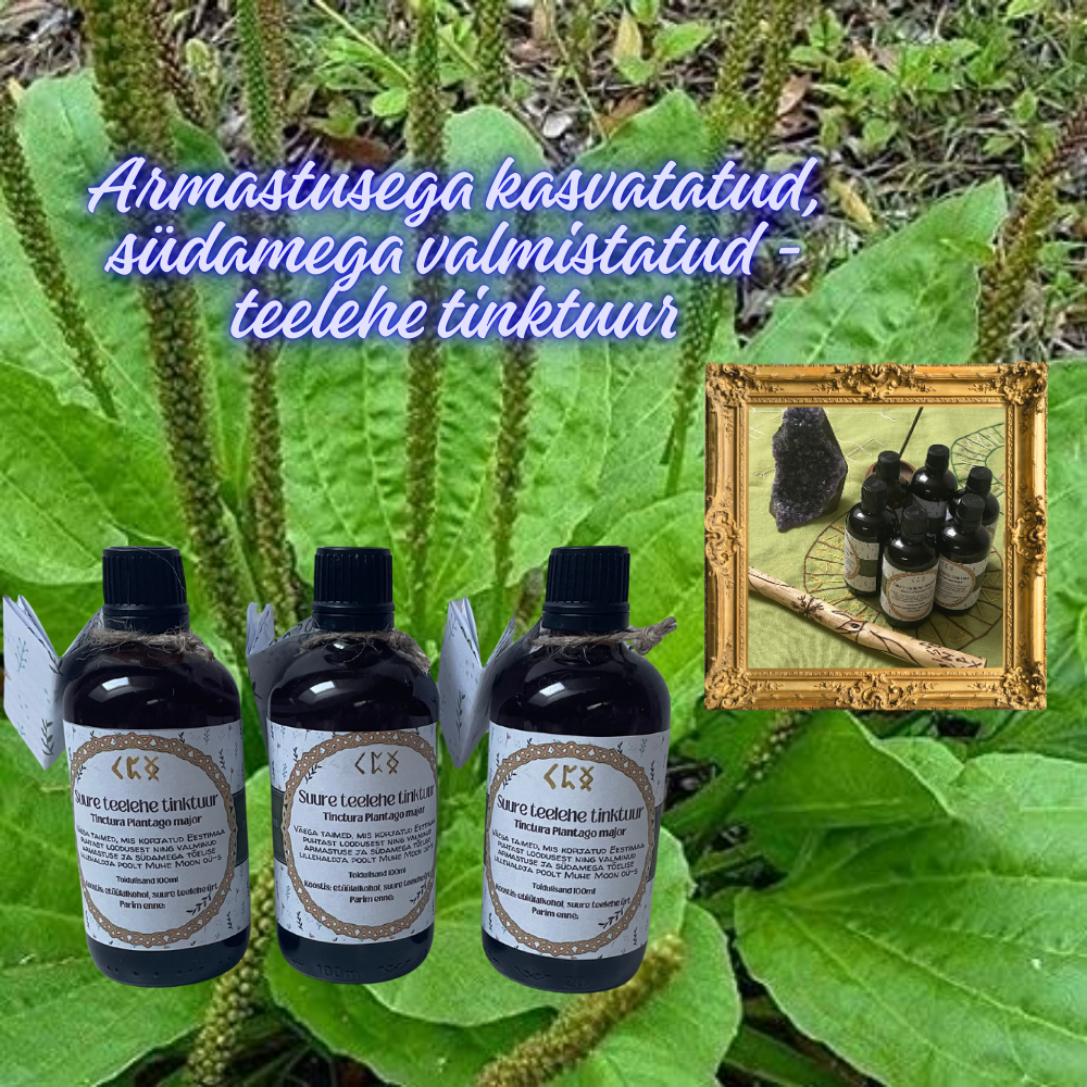 suure teelehe tinktuur